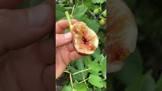 Iride  Huge amp Unique Honey Fig fig figtree figboss gardeningtips fruittrees [upl. by Drofkcor]