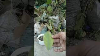 Trying to propagate Jack fruits leaves with aloe vera viralviralvideo shortvideo [upl. by Gentes]