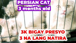 PERSIAN CAT FOR SALE AT LOW PRICE I TIANGGE NG MGA HAYOP I BAGSAK PRESYO I PETS AND ANIMALS [upl. by Asoj]