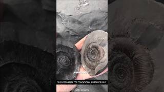 Uncovering Ancient Ammonite Fossils MindBlowing DinoEra Facts shorts [upl. by Thomasina]