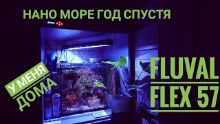 Морской аквариум для новичков Fluval FLEX 57 Год спустя [upl. by Schick]