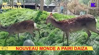 Nouveau monde à Pairi Daiza [upl. by Lantz]