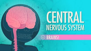 Central Nervous System Crash Course Anatomy amp Physiology 11 [upl. by Alvan]