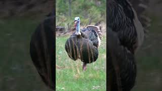 The BEST Archery Turkey Double Youll EVER Watch shortsvideo shorts archery turkey [upl. by Perot586]