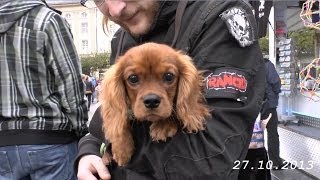 Casseler Freyheit verkaufsoffener Sonntag in Kassel am 27 10 2013 von tubehorst1 [upl. by Kara-Lynn317]