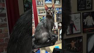 Walter is a Lykoi cat a werewolf cat have you ever seen one [upl. by Regdor]