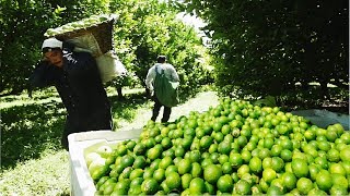 Lime Fruit Cultivation Technology  Asian Green Lemon Farming and Harvest [upl. by Tnilk]