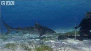 Swimming with Tiger Sharks  Shark Therapy  BBC Animals [upl. by Anillek]