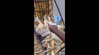 Sugarcane chopping ASMRgotrending [upl. by Yelah]