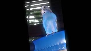 Owly and Snowball much better than before birds budgies parakeet [upl. by Anerak]