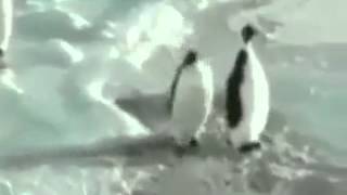 Pinguin fällt ins Wasser [upl. by Bradlee283]