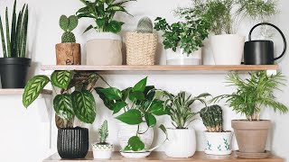 Secrets For Helping Indoor Plants Survive The Winter  The Plant Doctor Hilton Carter [upl. by Yngiram]