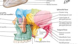 Pterygopalatine fossa 1 [upl. by Hakkeber]