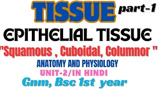 TissueEpithelial Tissue  Squamous  Cuboidal  Columnor  Anatomy and physiology  unit2  gnm [upl. by Wiley]