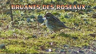 BRUANT des ROSEAUX en groupe en migration [upl. by Felten]