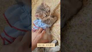 통통살이오른똥배 cat kitten 고양이 cute baby [upl. by Connell]