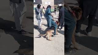 Dog sale market kohat [upl. by Arodoet]