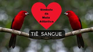 TIÊSANGUE  Símbolo da Mata Atlântica  sanguedeboi tiêfogo tiêpiranga tiêsanguedocentro [upl. by Alane]