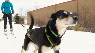 Winter sport skijoring combines dogs and skiing [upl. by Kcirded]