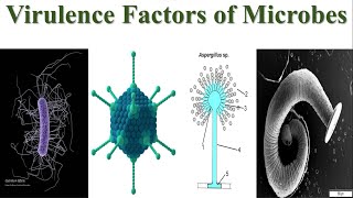 Virulence Factors of Microbes  Explained Virulence Factors of Bacteria Viruses Fungi amp Parasites [upl. by Osicran]