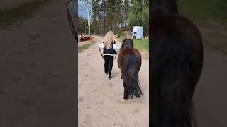 Yritän taluttaa kataa laitumelle🐴 [upl. by Treboh]