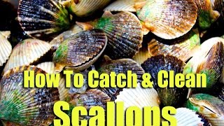 How To Catch Bay Scallops amp Best Way To Cook Scallops Homosassa FL Scalloping [upl. by Cory]