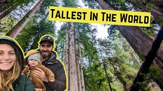 Things To Do Redwood National Park California [upl. by Jehiel481]