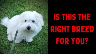 How We Discovered The Coton de Tulear Breed amp Got Our First Coton [upl. by Peonir633]