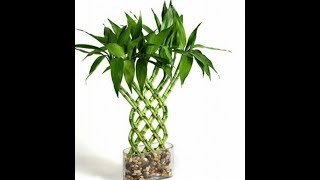 Art with lucky bamboo plants Dracaena plant [upl. by Enimsaj]