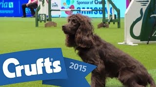 Agility  Crufts Team  Medium Final  Crufts 2015 [upl. by Neoma]