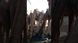 The beautiful 👍camel 👍of Sasra comes to water in the river in Thar 🐪🐫🐪🐫🐫💖😘 [upl. by Acireit]