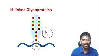 Glycoproteins  Definition Classification and Examples [upl. by Ten]