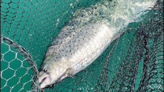 Summer Jigging Tips For Trout amp Salmon [upl. by Sug293]