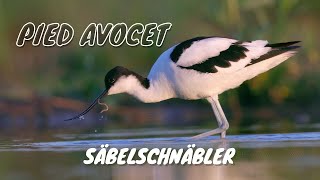 Pied Avocet Recurvirostra avosetta Birds BirdSounds [upl. by Esmerelda]