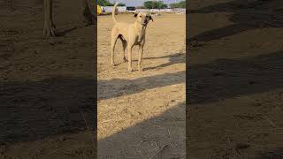 Dog dog cartoon video dogi episode dog doglover [upl. by Steffy]