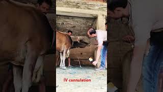 Intravenous infusion of calcium borogluconate in jugular vein in a Jersey cow by Mathuriv cannula [upl. by Holder]