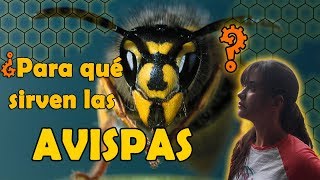 ¿PARA QUÉ SIRVEN LAS AVISPAS  Curiosidades Increíbles [upl. by Ahsiatal745]