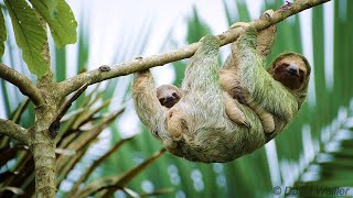 Super Cute Cuddling Mother and Baby Sloth [upl. by Damour]