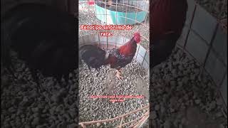 Fenotipo sinónimo de raza Si aquí y verá gallos y gallinas nunca visto [upl. by Coyle311]