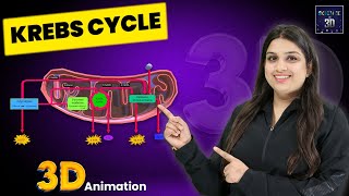 Krebs Cycle 3D Animation  Science in 3D [upl. by Cavan]