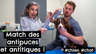 Match des antipuces et antitiques chien 🐶 chat 🐱 [upl. by Aynatal]