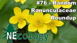 NEcology 76  A Random Ranunculaceae Roundup [upl. by Nwahsaj]