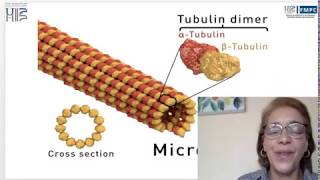 Capsule 10  Structure des Microtubules [upl. by Pinkham]