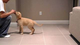 Peanut Golden Retriever at 10 weeks old doing tricks [upl. by Rubliw]