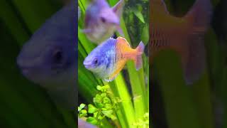 Bosemani and Goyder River Rainbowfish Sparring aquarium rainbowfish reggae fishtank fish [upl. by Gnanmas]