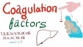 Coagulation Factors  Hemostasis  Hematology [upl. by Loresz]