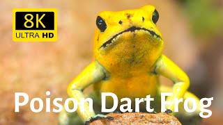 Impressive Closeups of Poison Dart Frog 8K Ultra HD [upl. by Notled]