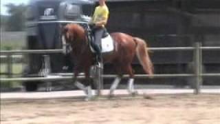 wwwsporthorsesonlinecom Grand Prix dressage schoolmaster for sale [upl. by Haroppiz]