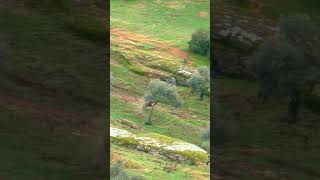 bilardo caçar arttech wildlife caçar caccia animals nature chasse mountains wildboar [upl. by Lief]