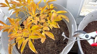 Cutting Back Peonies to Overwinter [upl. by Lawlor]